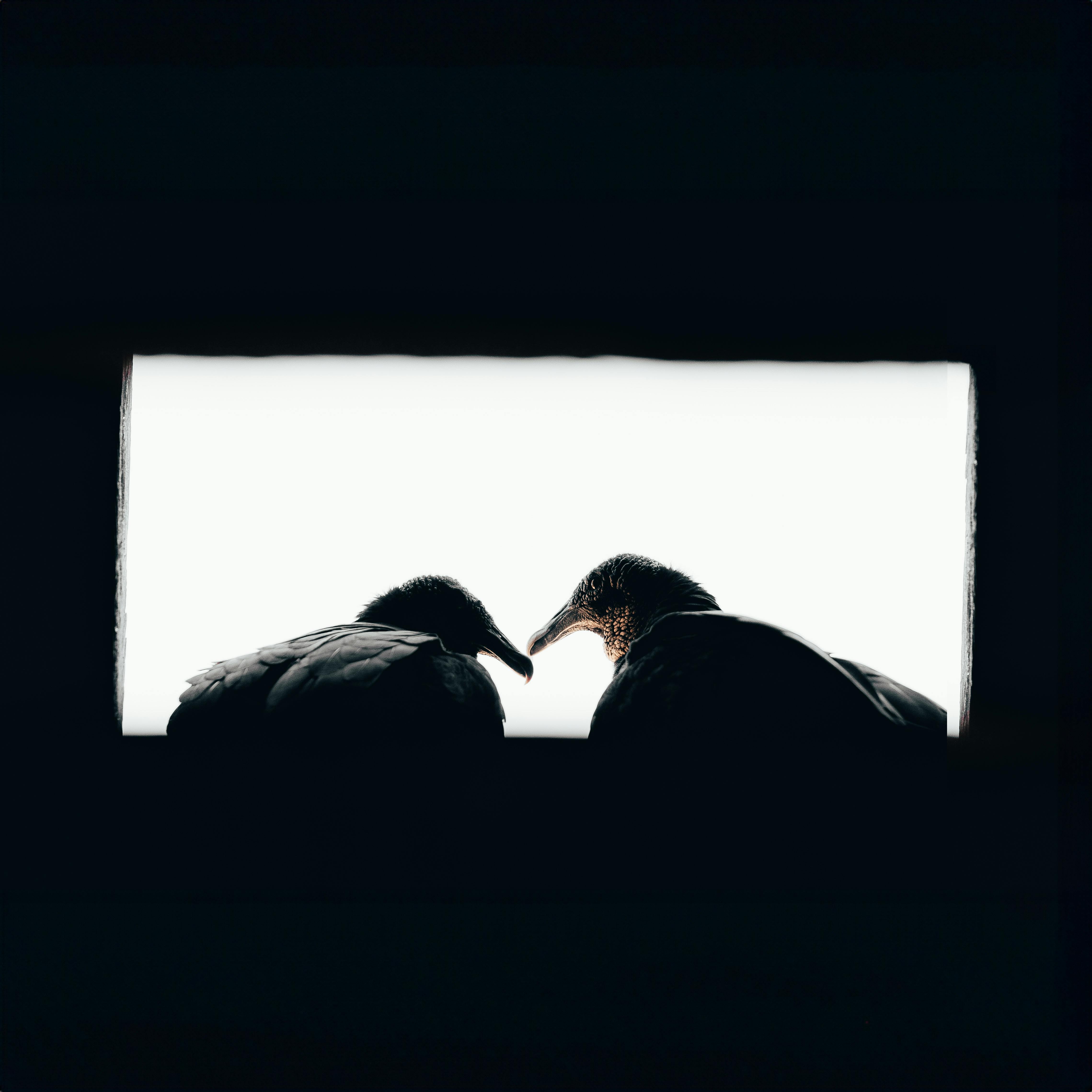 Auditors or Enablers? How the Big Four Profit from Playing Both Sides